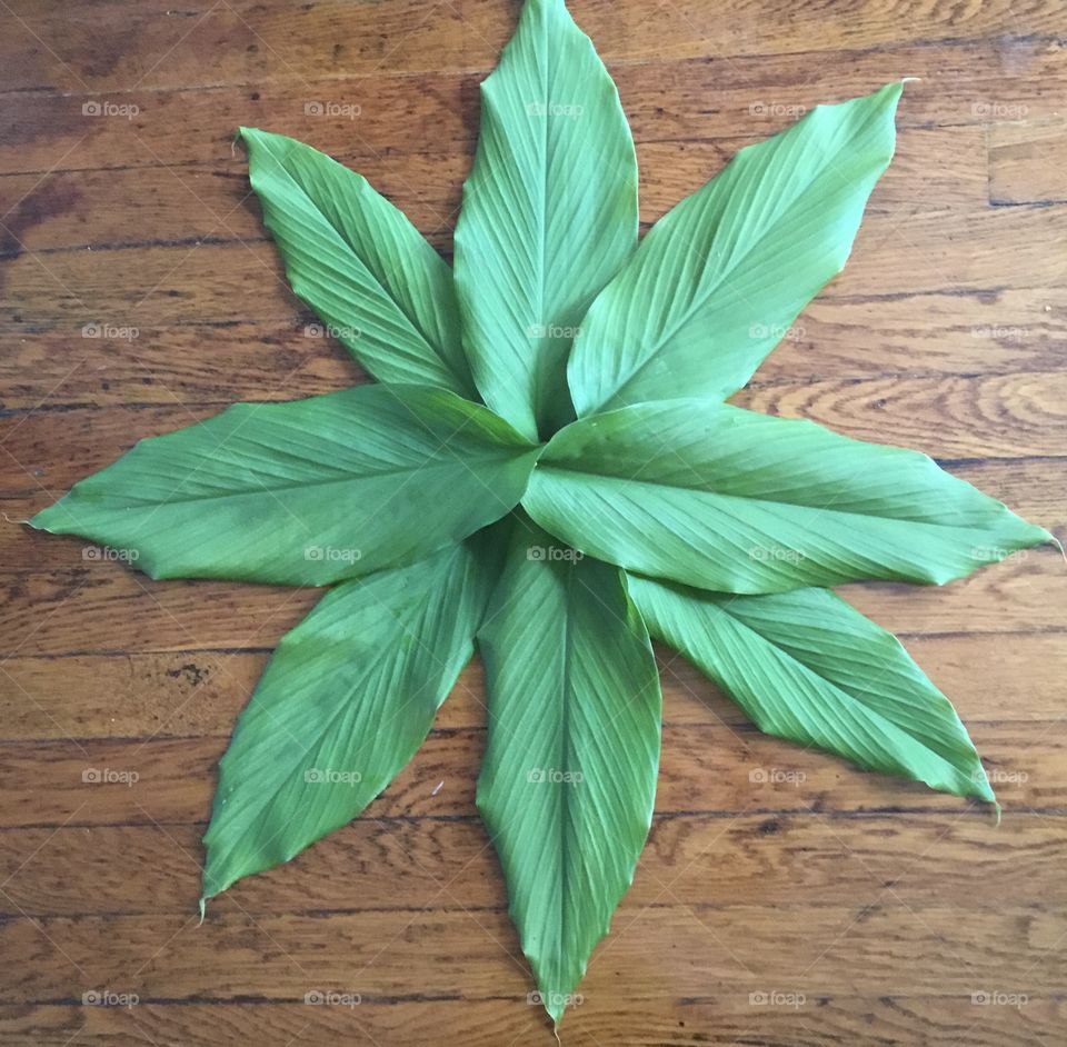 Turmeric leaves