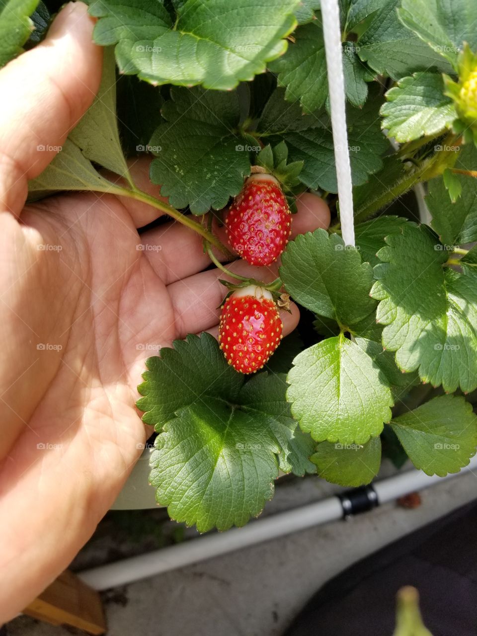 Strawberry Home