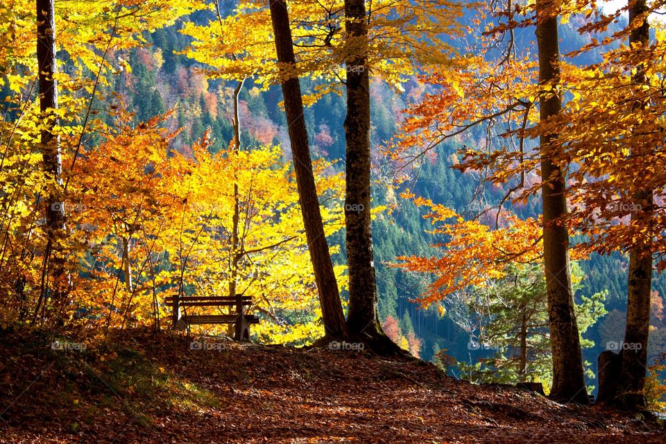Fall in schwangau forest
Germany 