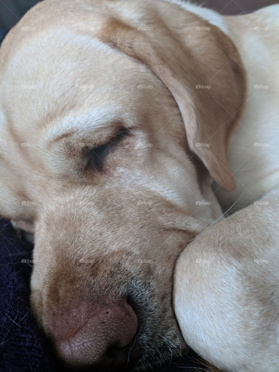 Sleeping Yellow Lab