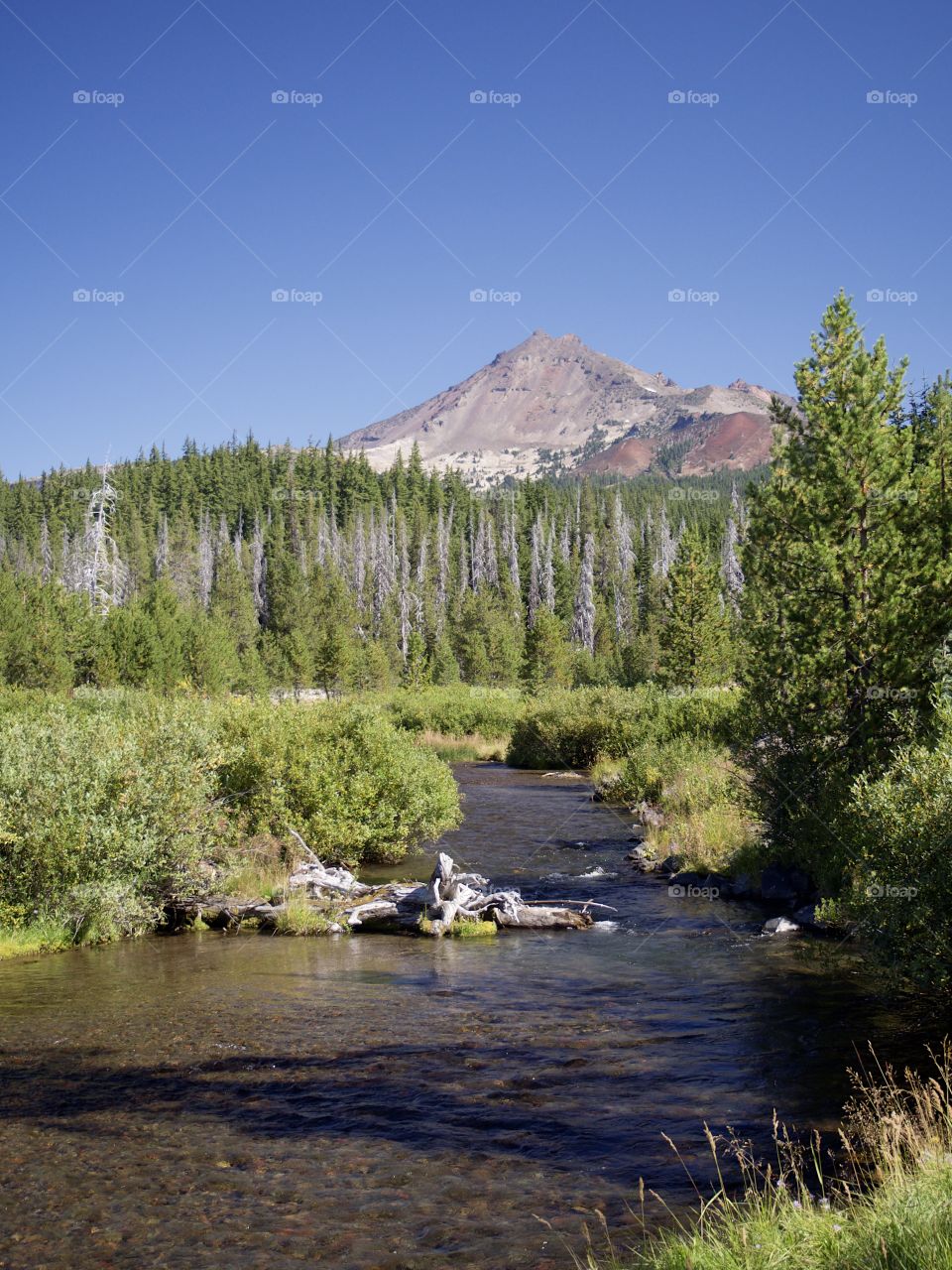 A beautiful fall landscape of Soda Creek and the South Sister in the Deschutes National Forest with towering trees and clear blue skies on a sunny autumn day.