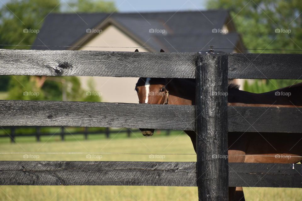 Young horse peaking through the fence