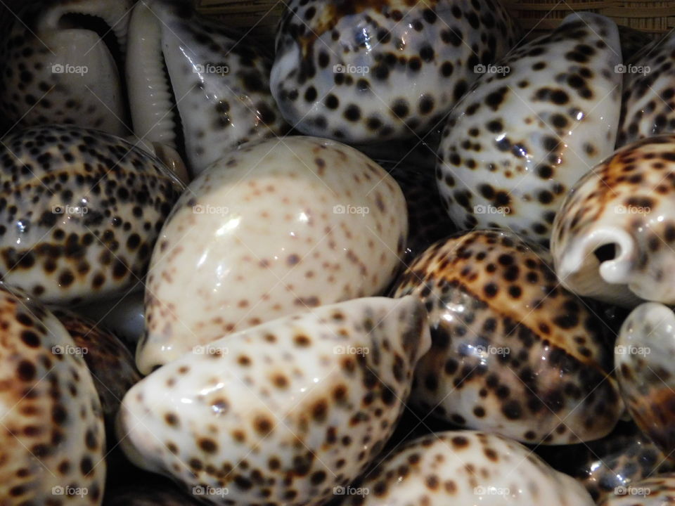 Beautiful Shells