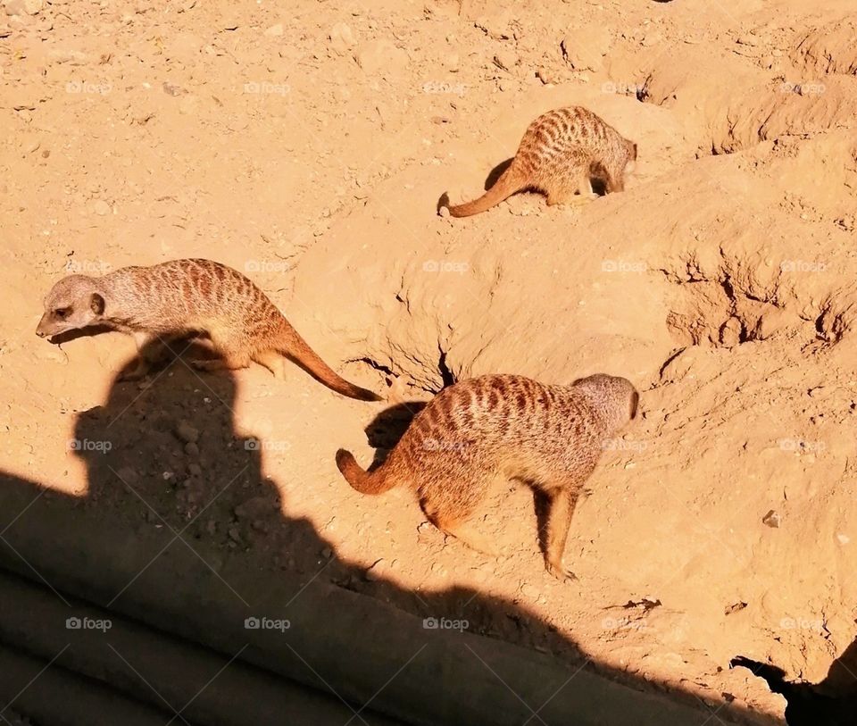 meerkats
