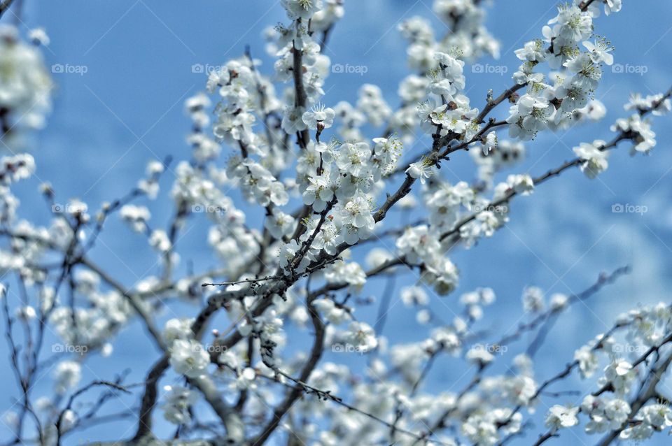 branch of flowering apricot against the blue sky. the branches are strewn with white flowers. spring.