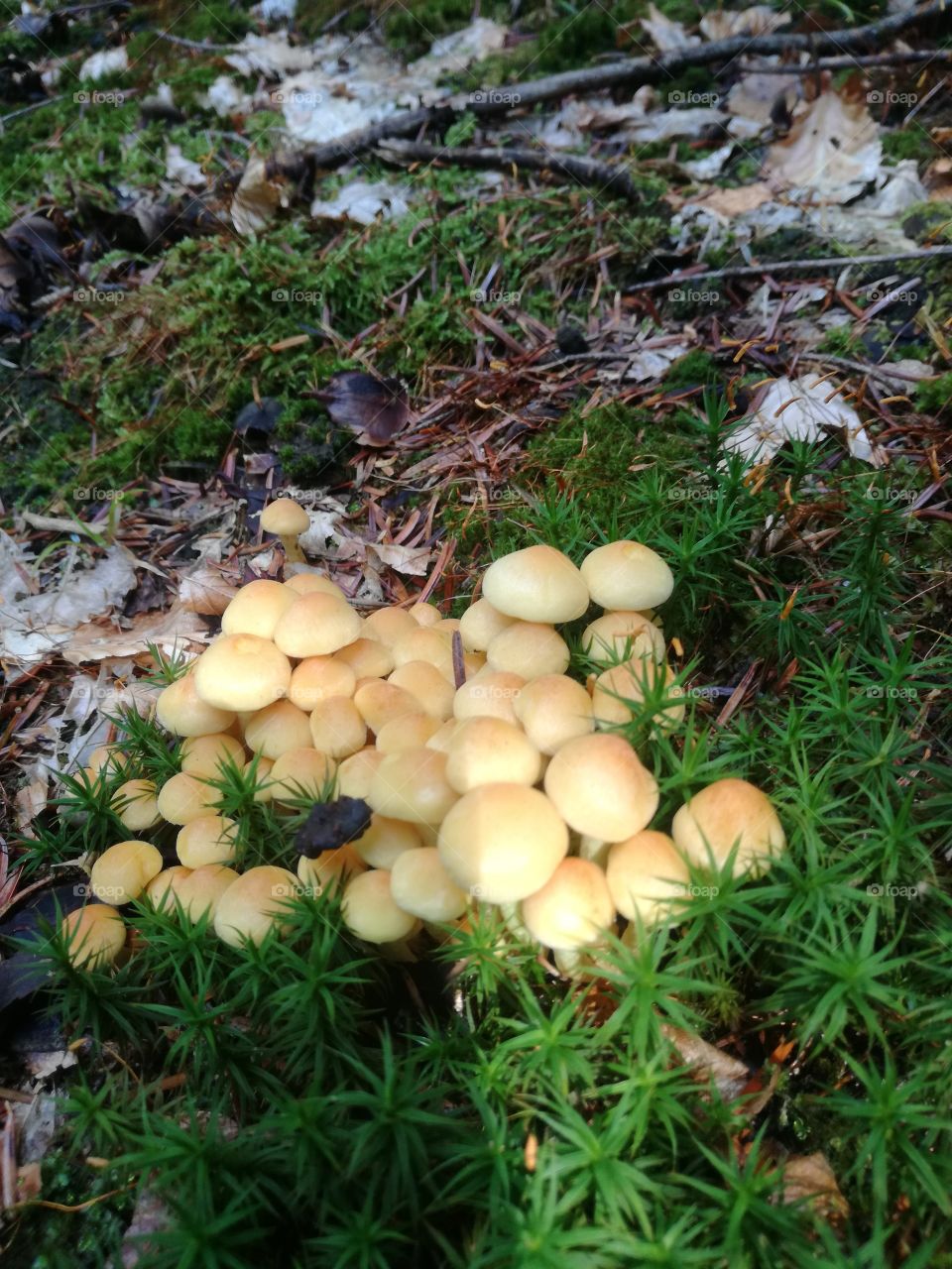 mushrooms in the autumn