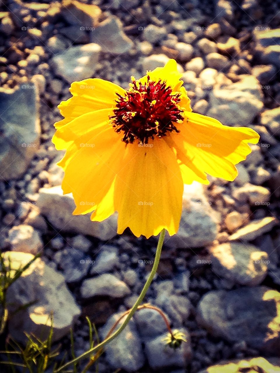 Yellow blooming flower