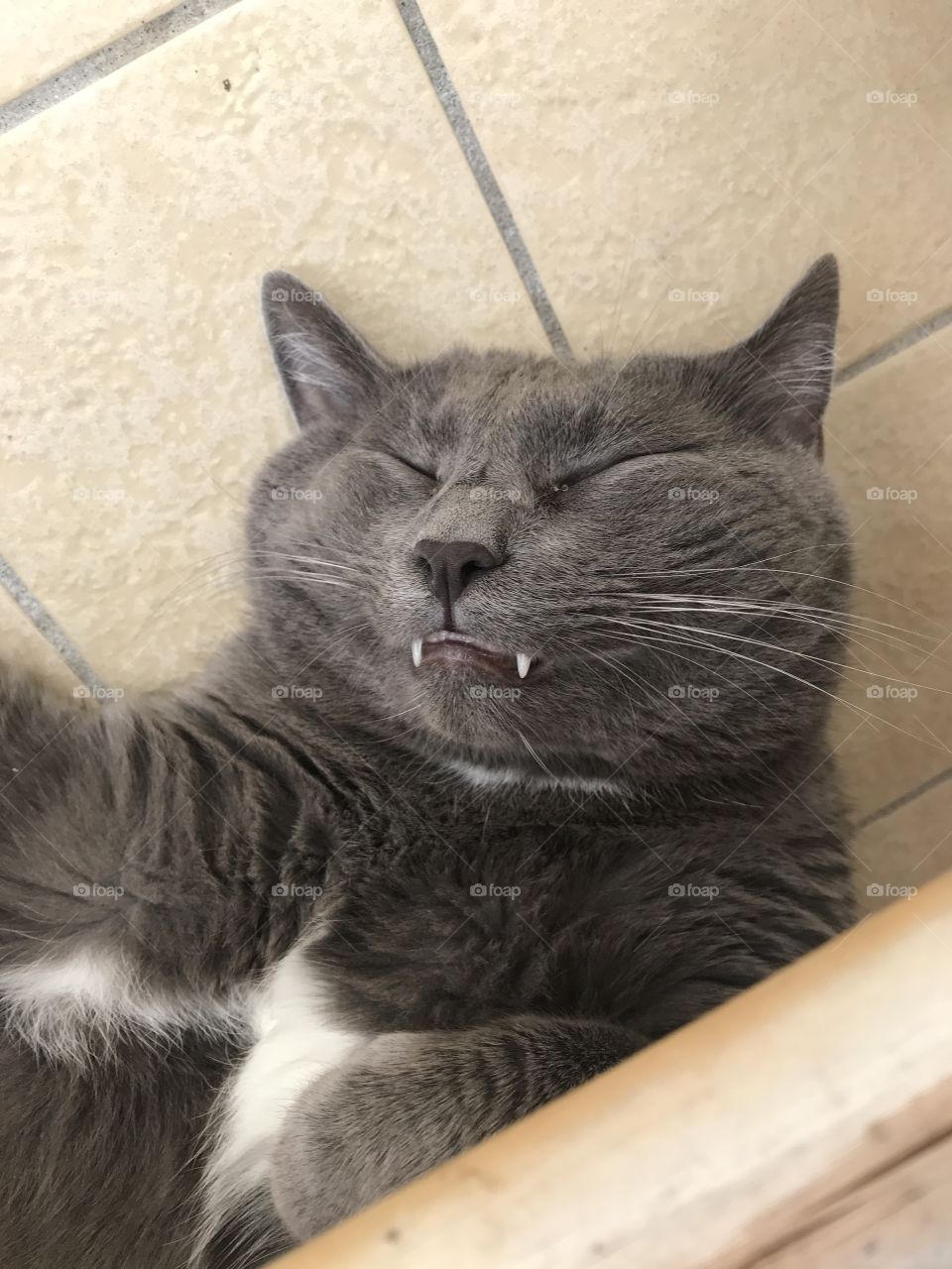 vampire cat