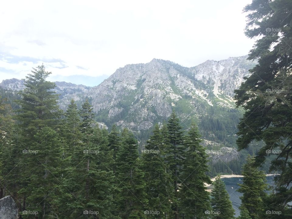 High angle view of a forest