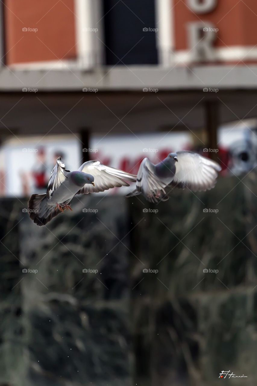 Palomas pigeons aves Zaragoza 