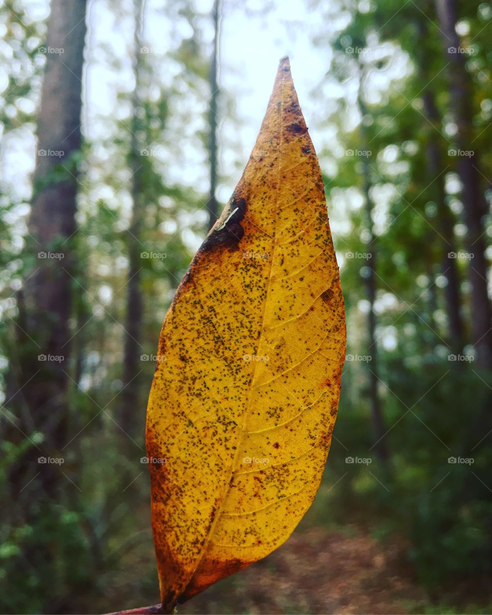 A yellow leaf striking contrast against the primarily green Croatan Forest on the final day of October. Fall comes so late in Coastal North Carolina. 