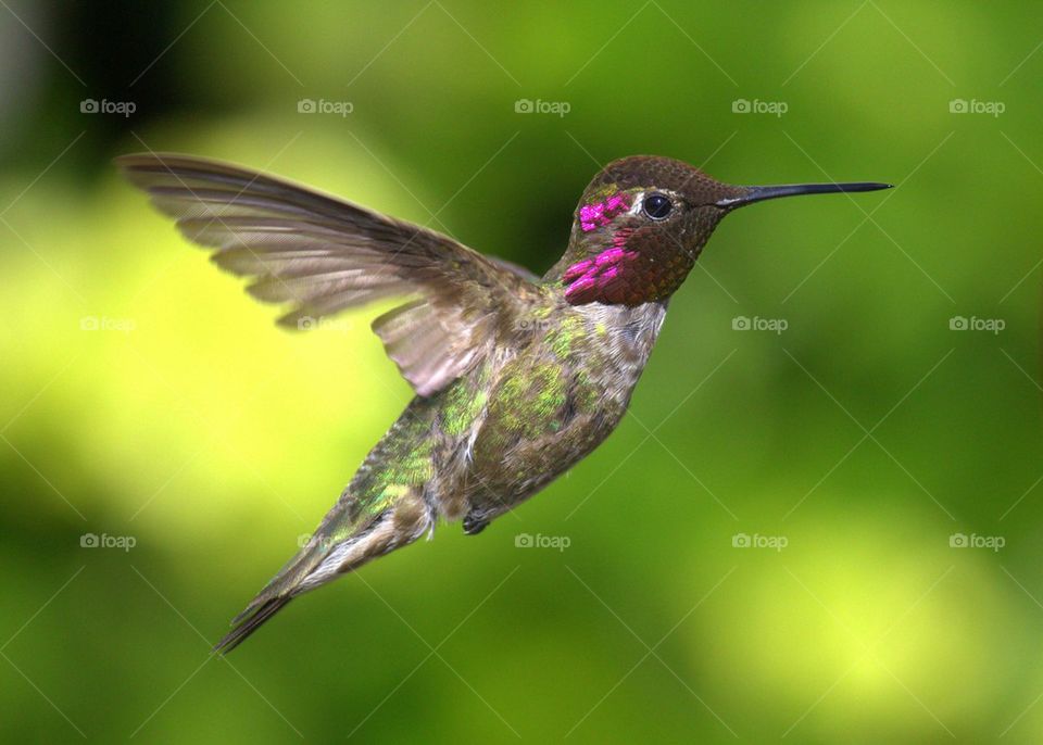Hummingbird in mid-air