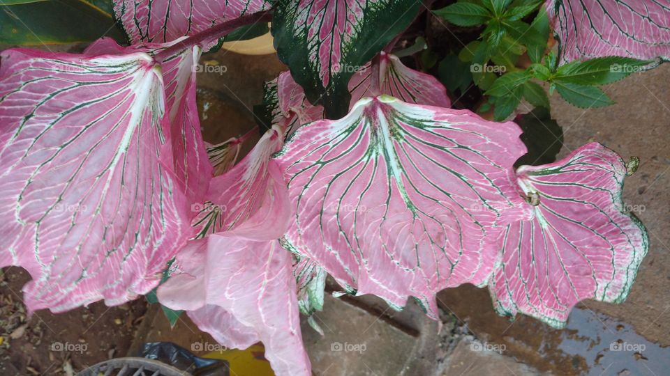 Folhagens de cores rosa, branco e verde.