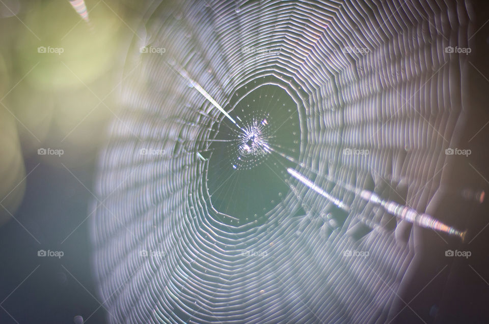 web spiderweb spider silk by pdaelo
