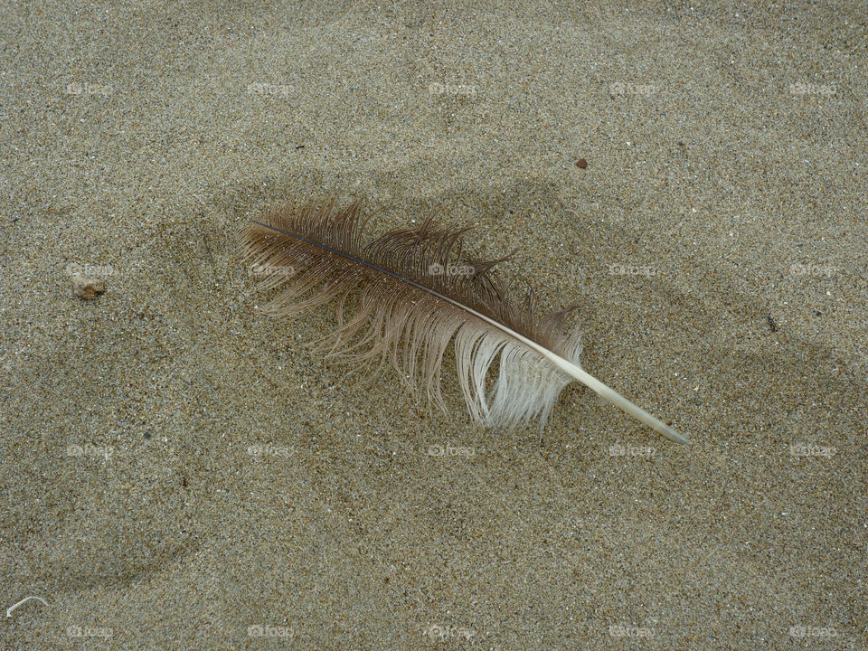 beach sand feather by kenglund