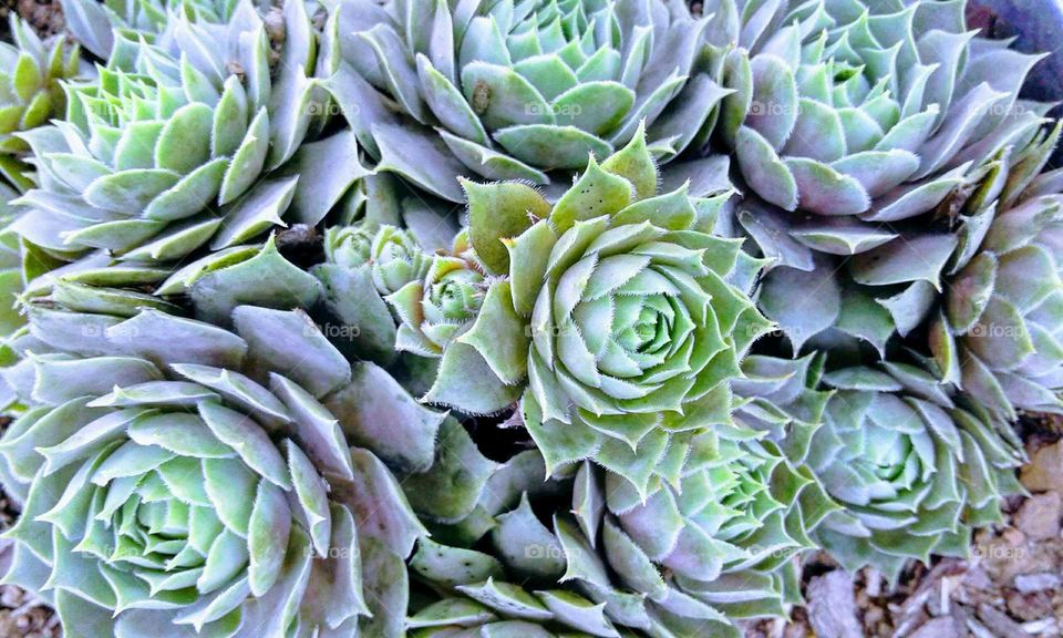 Hen and Chicks