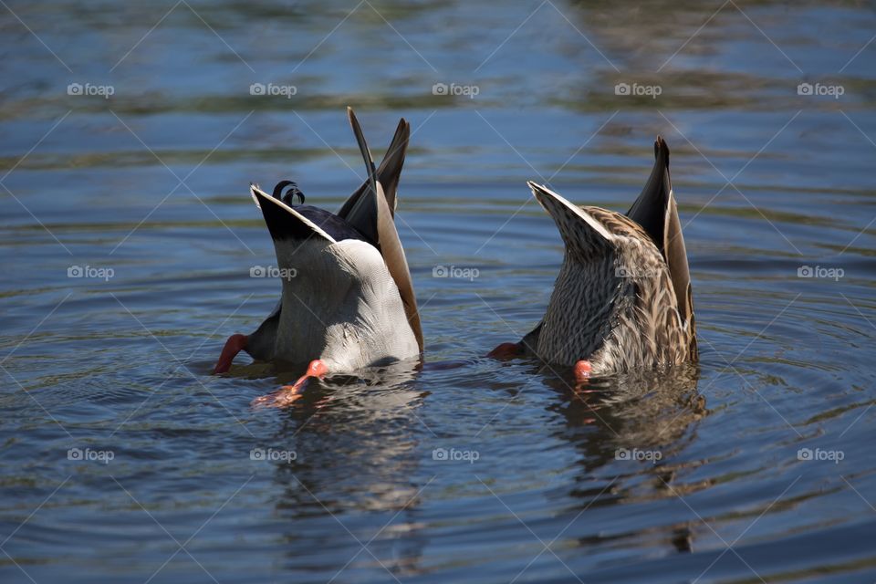 Mallard duck drinking water in lake