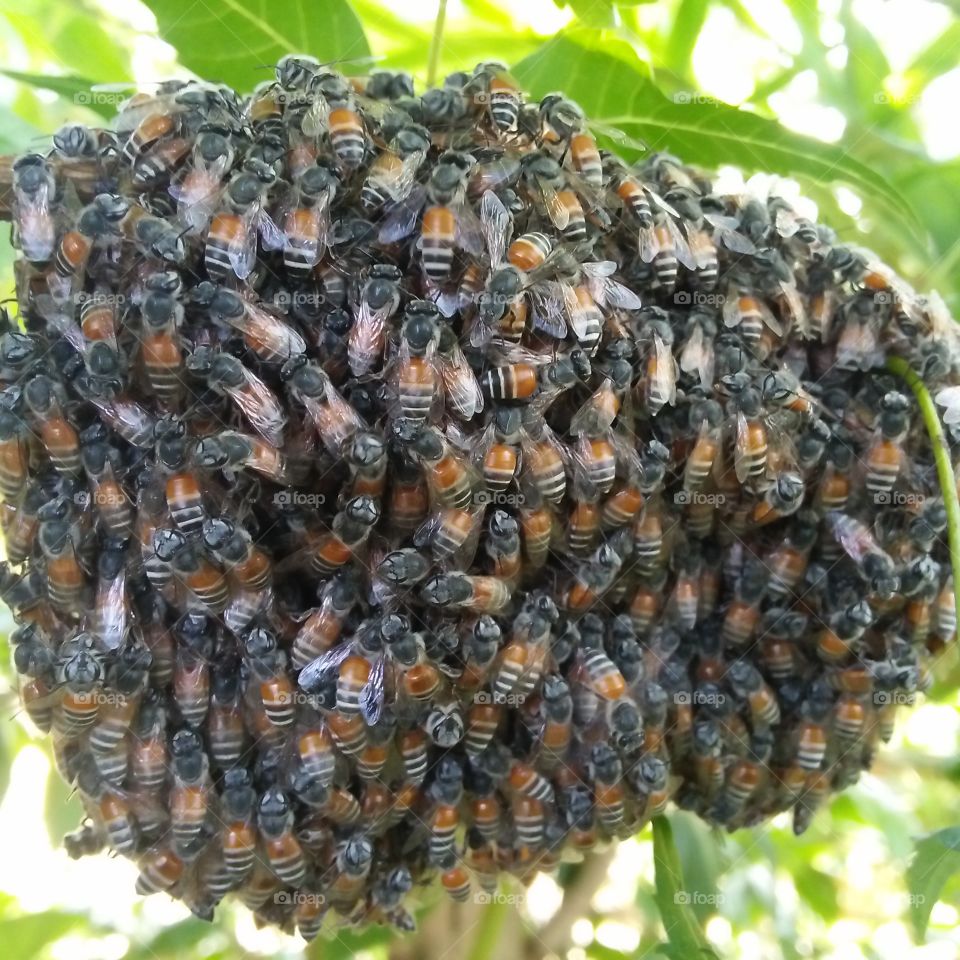 Amazing honey bee group
