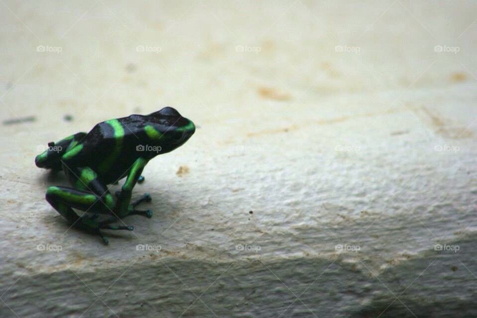 Dart frog