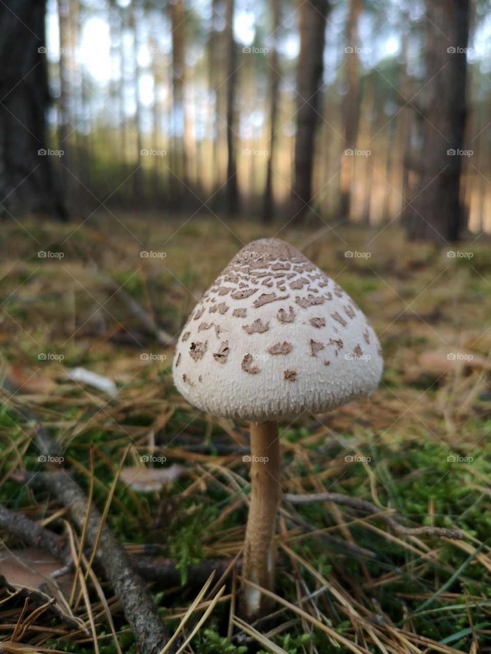 Mushroom in the autumn forest. Zielona Góra. Poland