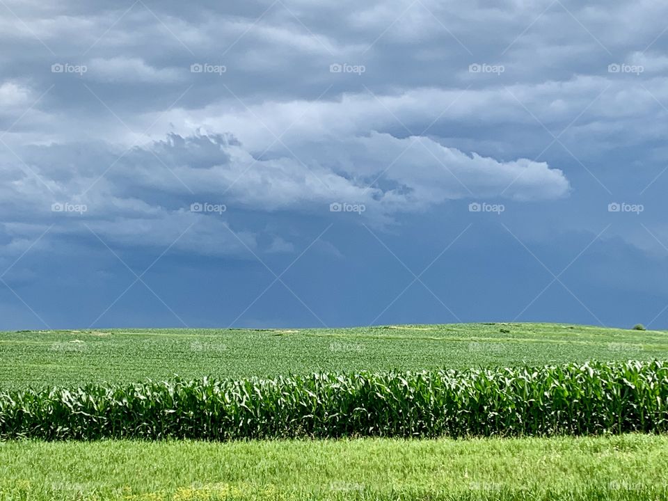 An approaching thunderstorm over a bright green cornfield