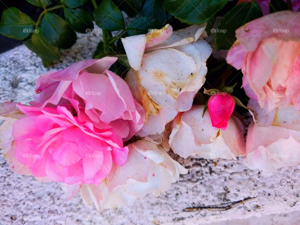 Fading Spring Roses on Rock