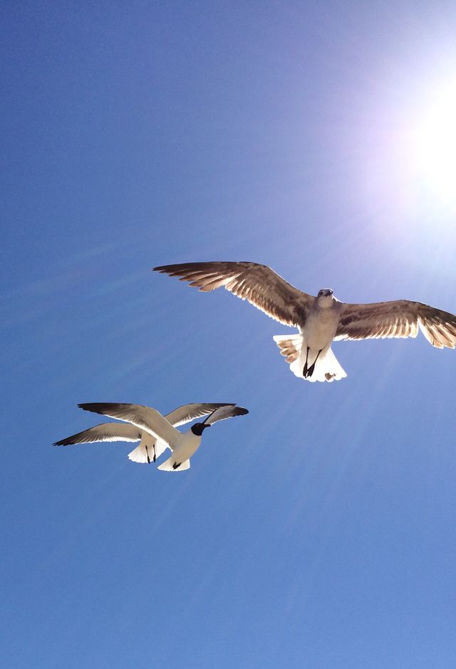 Seagulls flying at the beach
