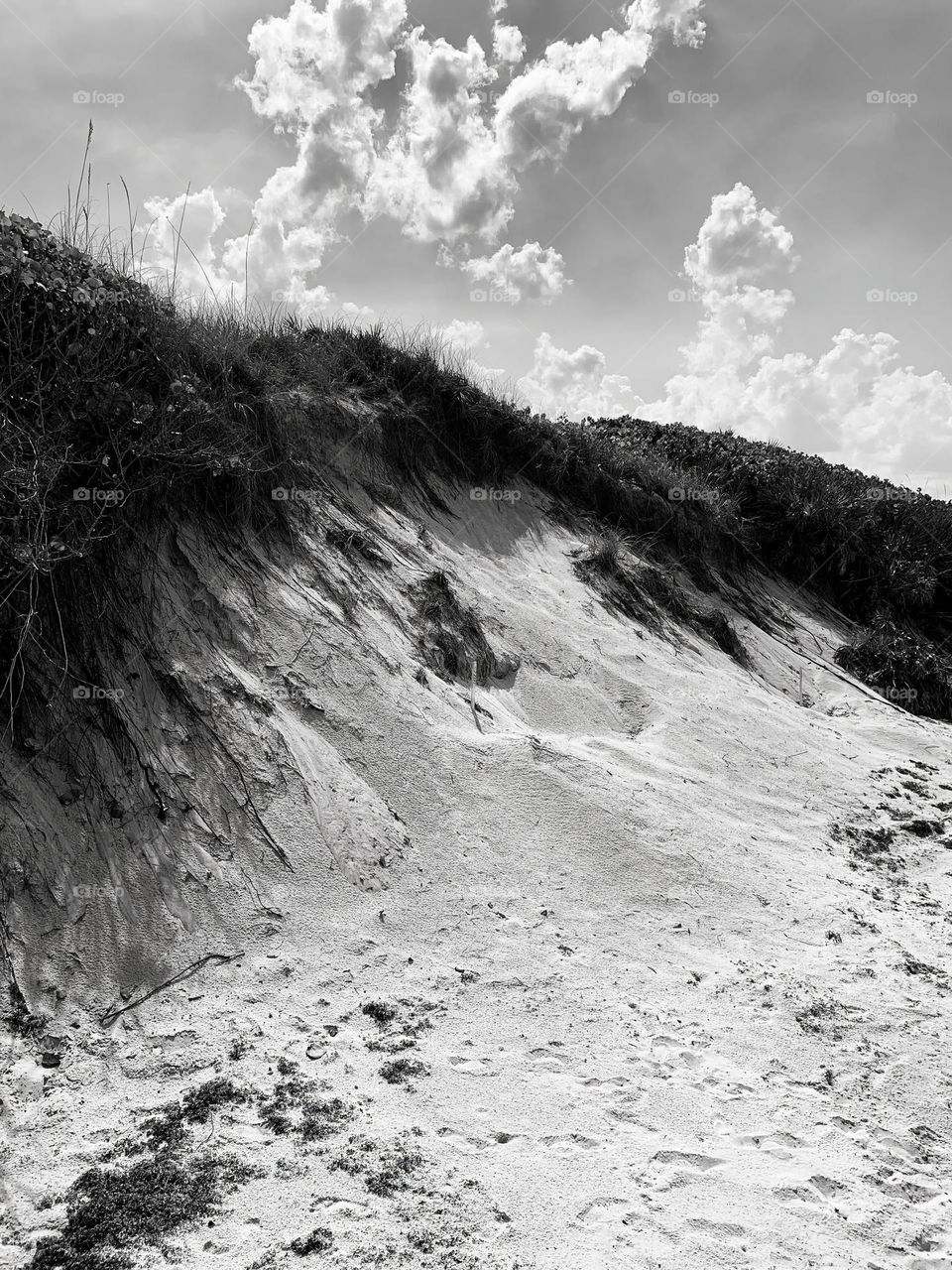 Beach sand dune in central eastern Florida in black and white with nice puffy cumulus clouds in the sky.