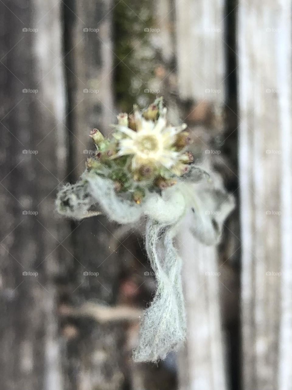 This is the tiniest bouquet of dried flowers ever! It’s smaller than a pencil eraser!!