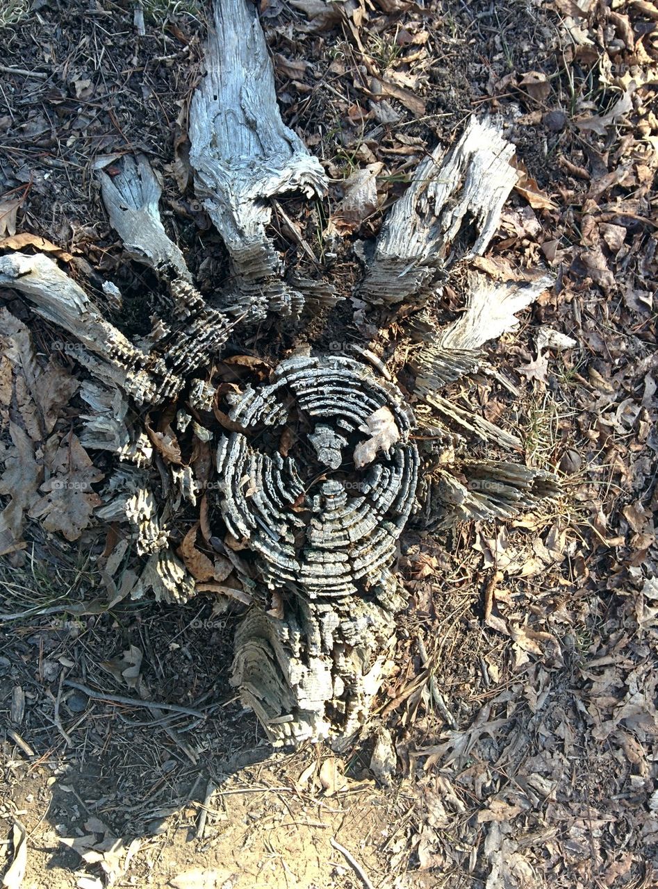 tree stump