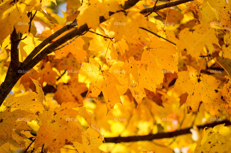 Close-up of golden yellow fall leaves on a tree branch outdoors