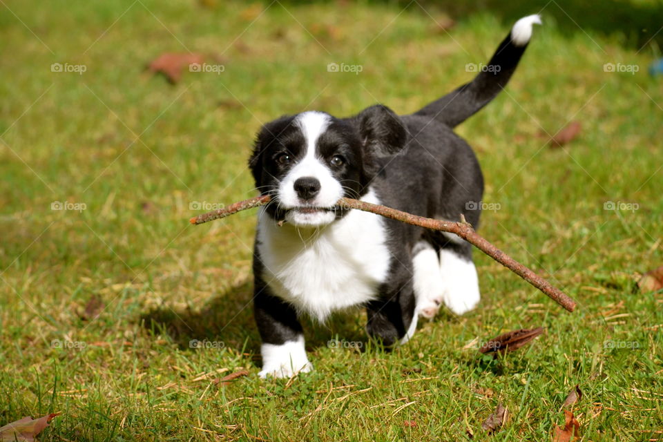 Dog, Grass, Cute, Animal, Mammal