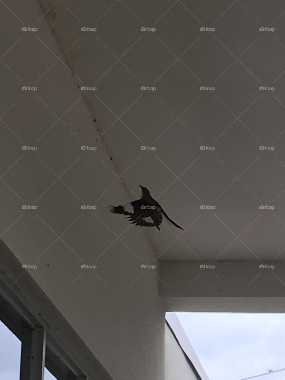 Bird trying to fly out from underneath the concrete awning see the markings on the wings!