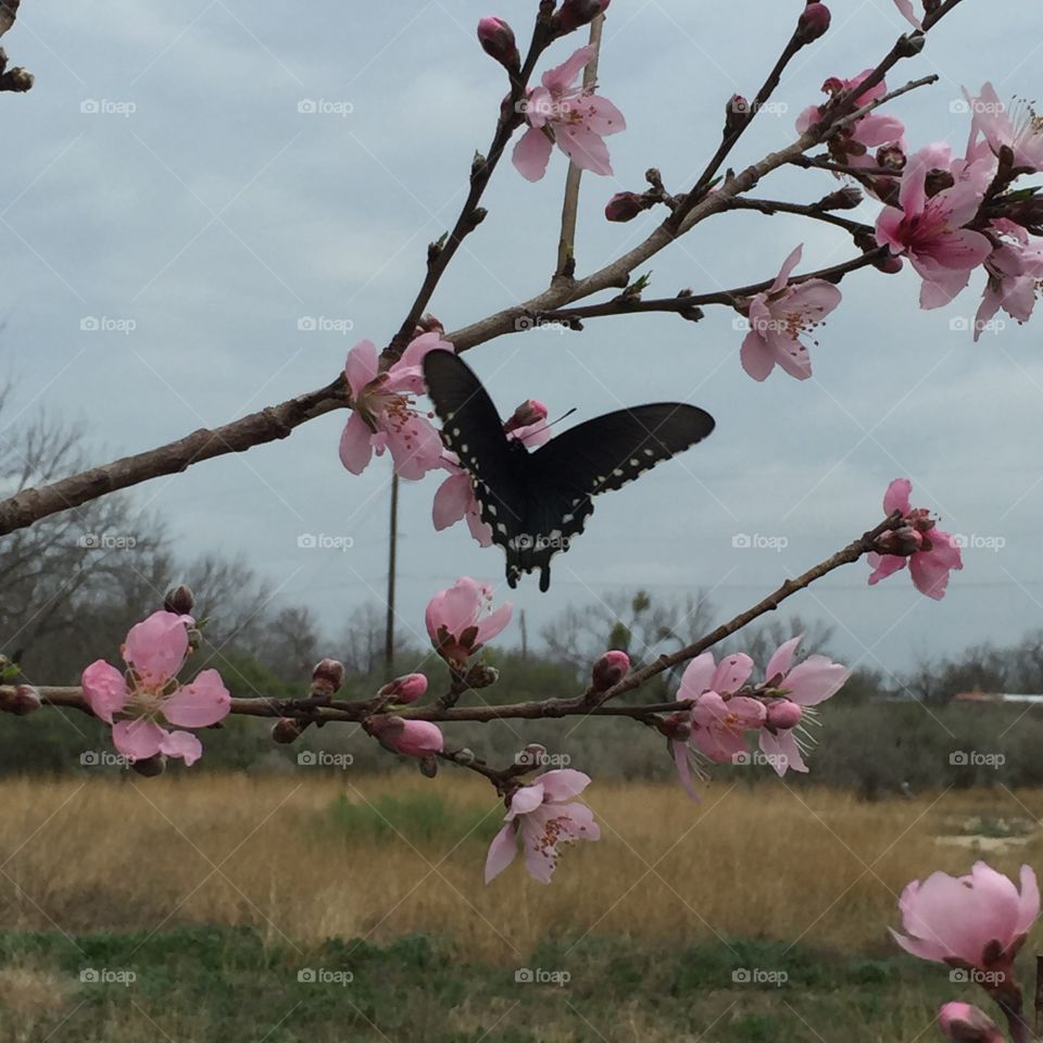 Pollenating Peach blossoms 