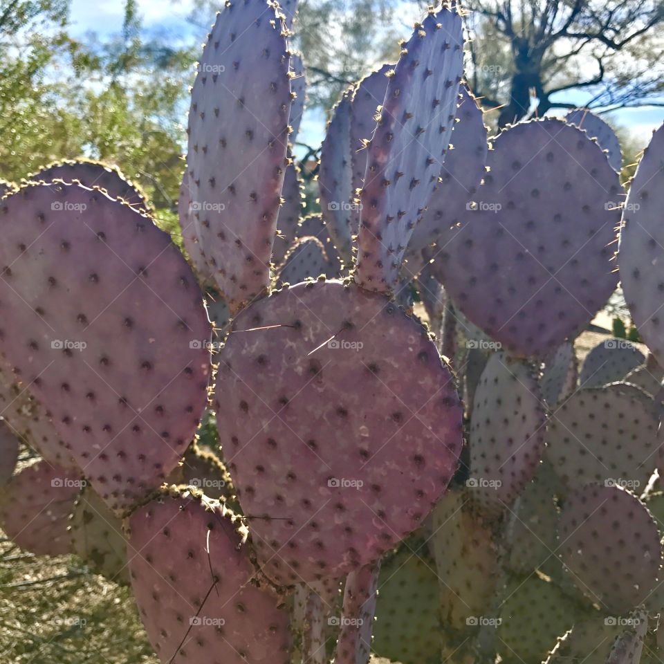 Purple Cactus