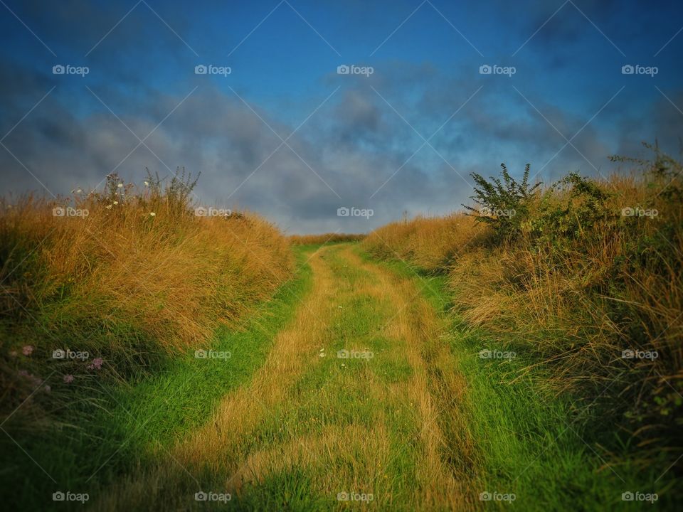 grass path road