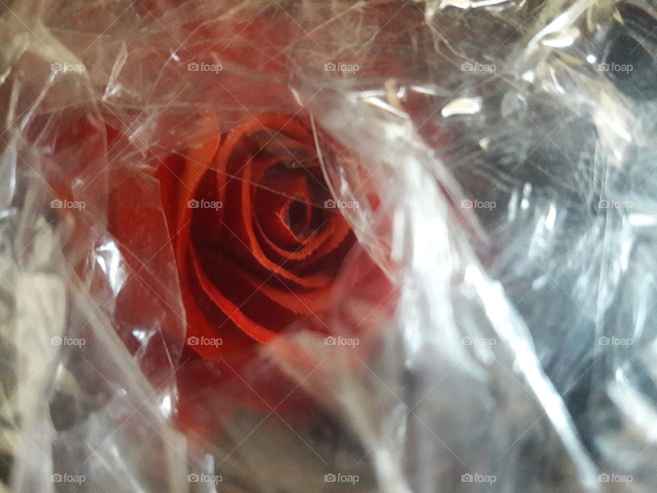 "The Wrinkles of a Rose"