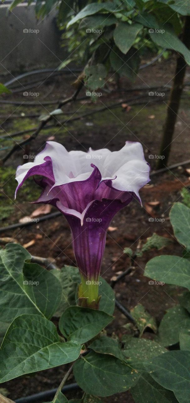 strange flower