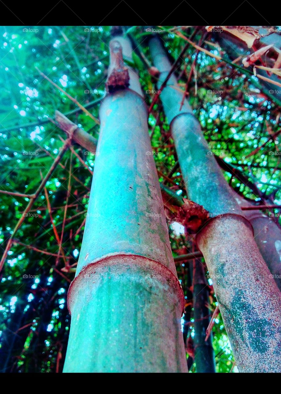 bamboo sea green