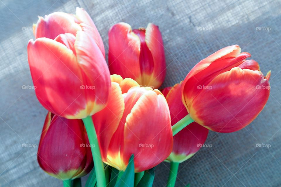 Red tulips on a gray background.