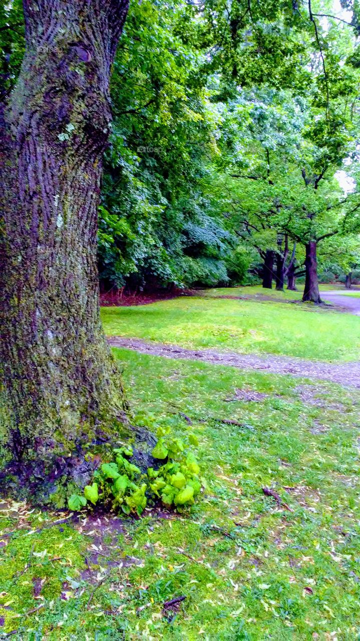 summer trees