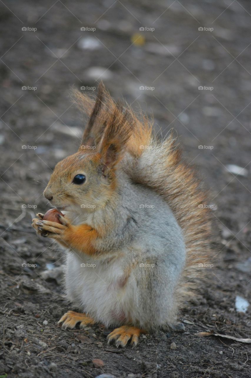 squirrel