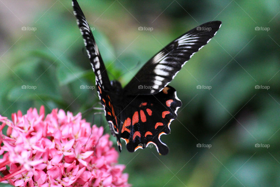 Beautiful butterfly