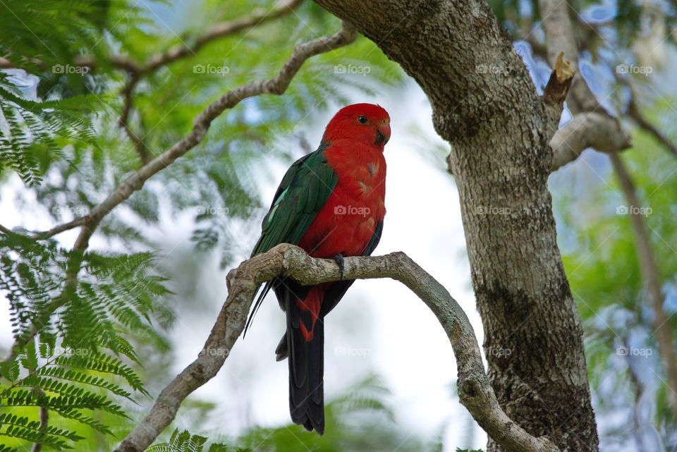 Australian King-parrot