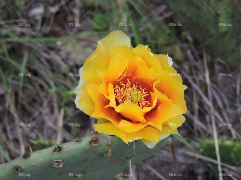 Ruffled yellow flower 