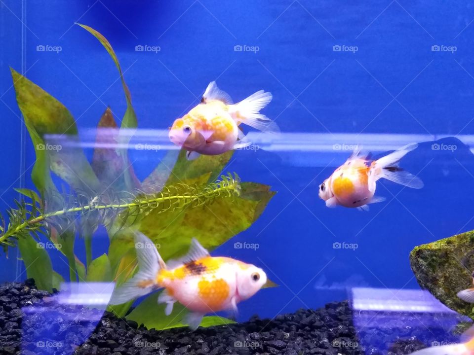 three goldfish