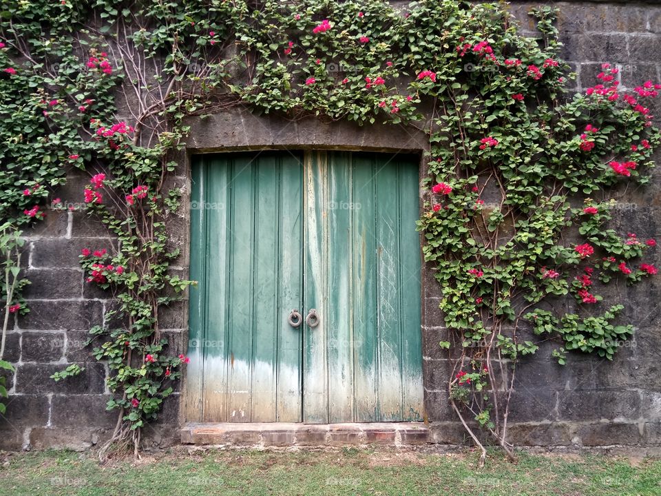 Closed door and creeper plant