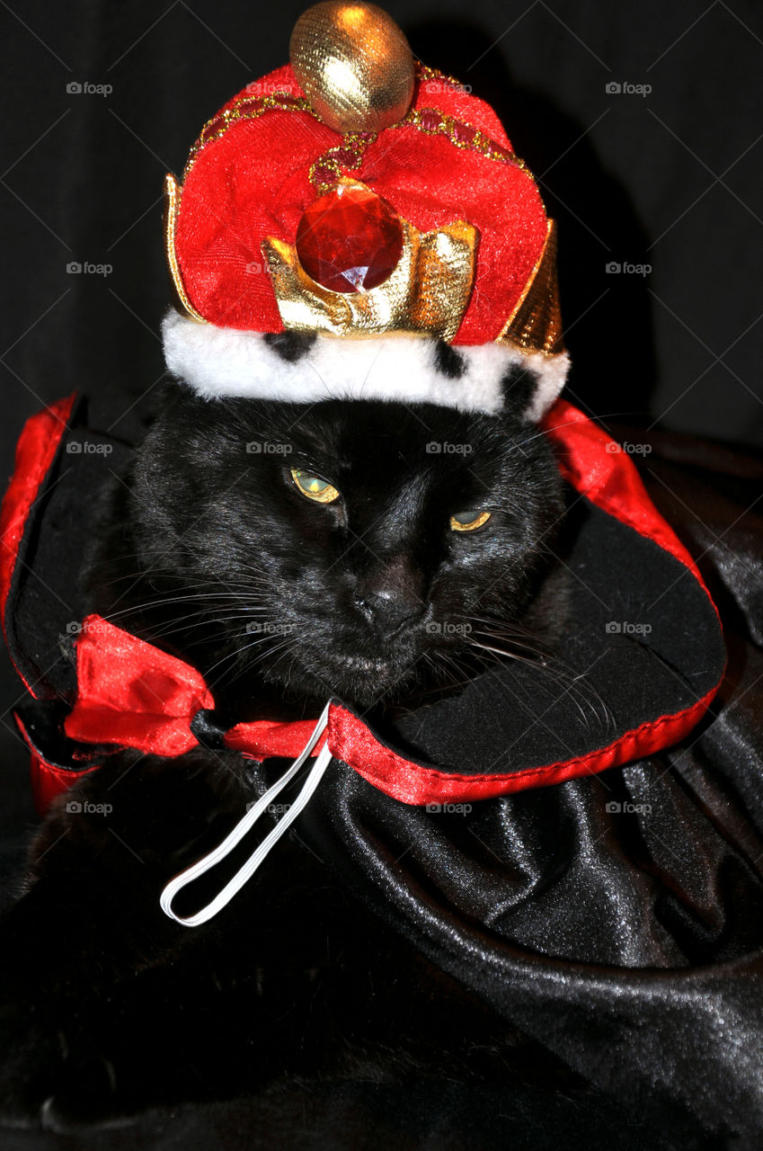 Black cat in king costume