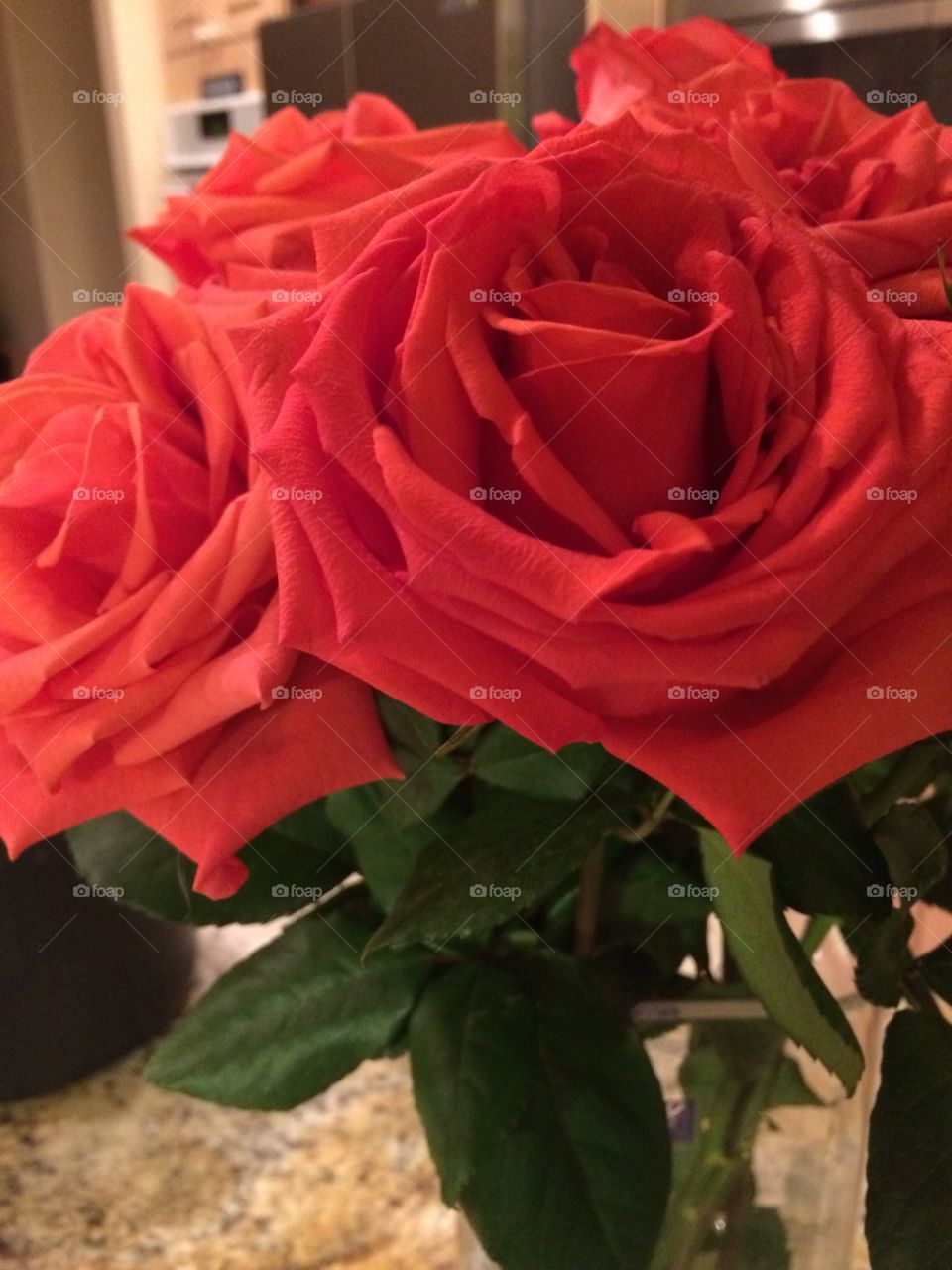 Rose, Flower, No Person, Love, Romance