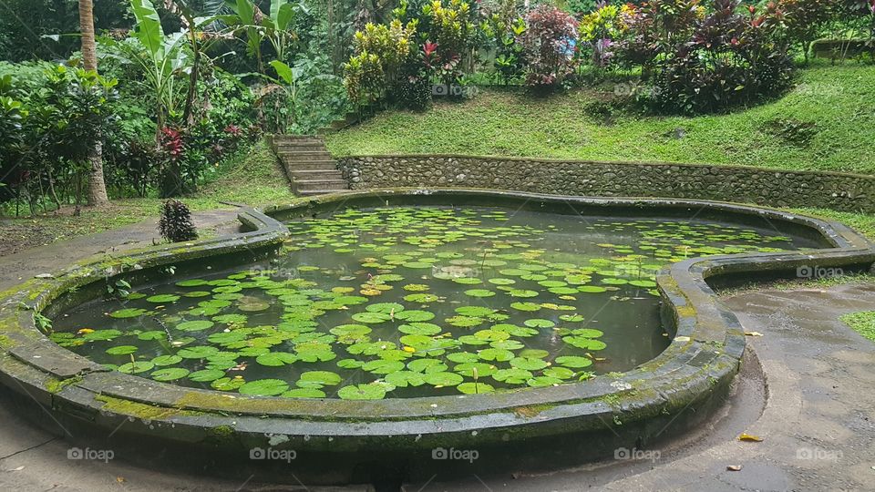 A green pond surrounded by nature